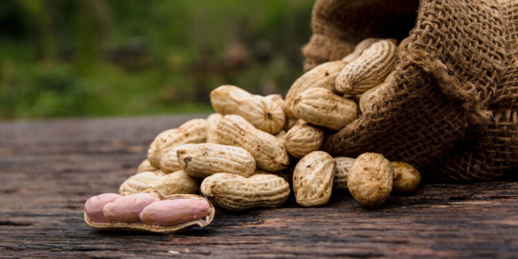 Planta muito popular pelo sabor é ideal para iniciantes em jardinagem