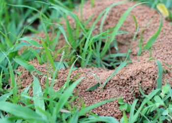O truque natural simples que elimina formigueiros do jardim em pouco tempo