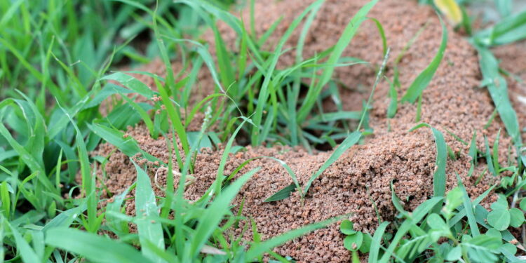 O truque natural simples que elimina formigueiros do jardim em pouco tempo