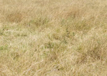 Apenas 1% com olhos de águia consegue avistar a chita em 7 segundos!