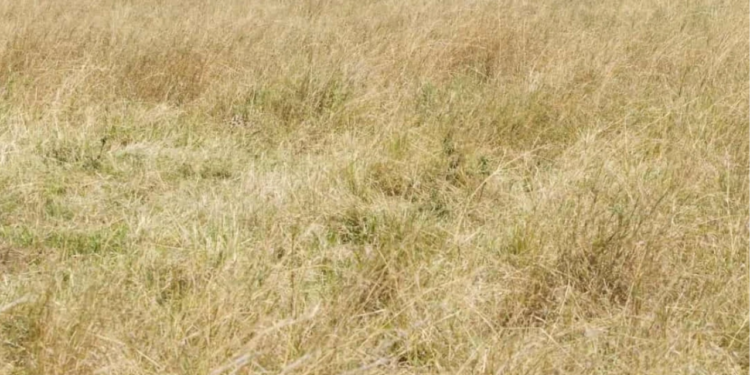 Apenas 1% com olhos de águia consegue avistar a chita em 7 segundos!