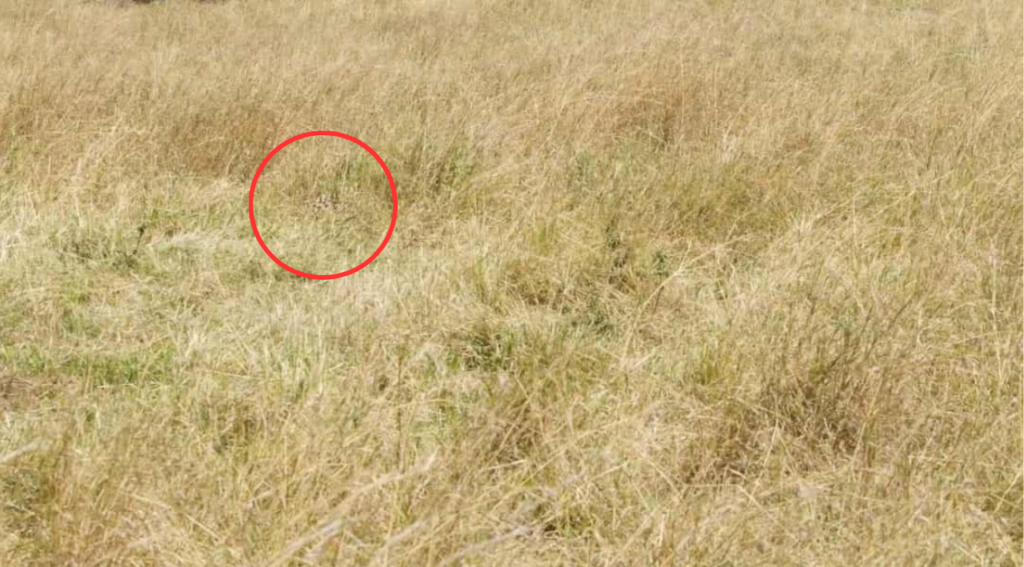 Apenas 1% com olhos de águia consegue avistar a chita em 7 segundos!