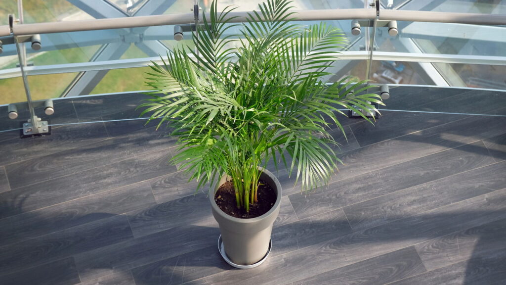 4 plantas purificadoras de ar que promovem bem-estar e estilo puro no dia a dia