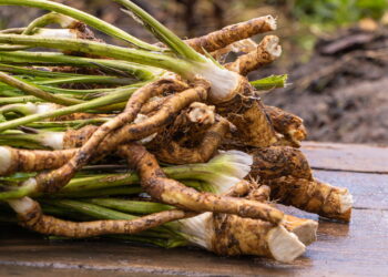 4 benefícios da raiz-forte que a tornam um remédio natural potente