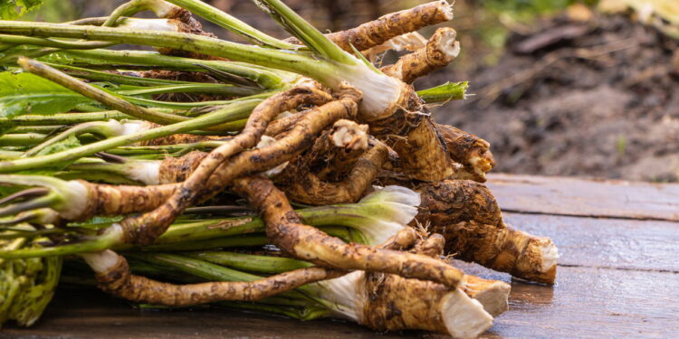 4 benefícios da raiz-forte que a tornam um remédio natural potente