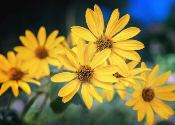 As mais poderosas plantas medicinais e como usar com segurança