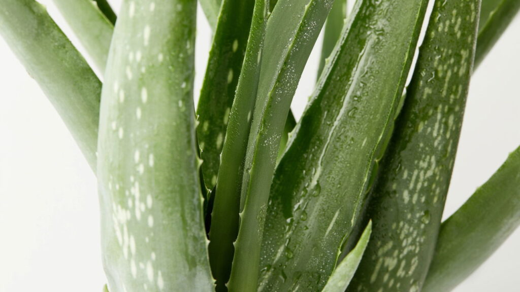 Plantas medicinais que aceleram a cicatrização de machucados