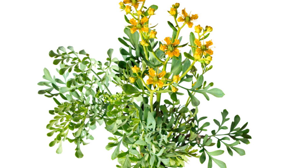 Plantas que afastam energias ruins e ainda deixam sua casa mais bonita