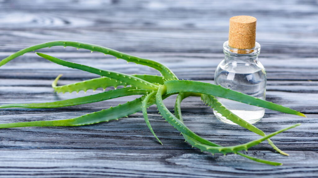 Como fazer géis naturais com babosa para hidratação e cura