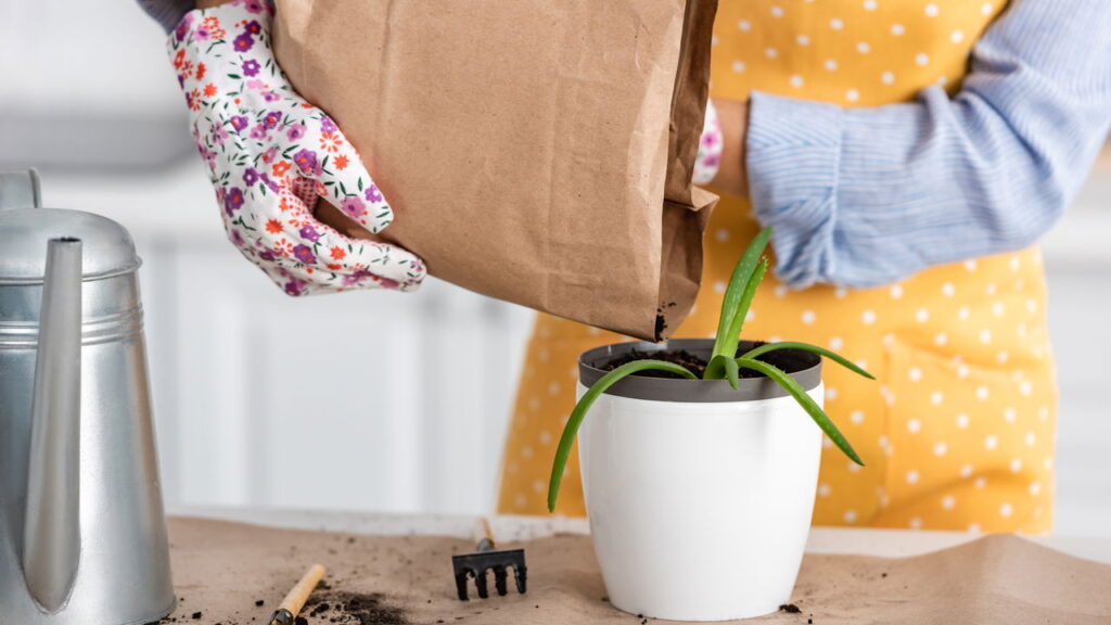 3 plantas que melhoram a postura e aliviam dores nas costas