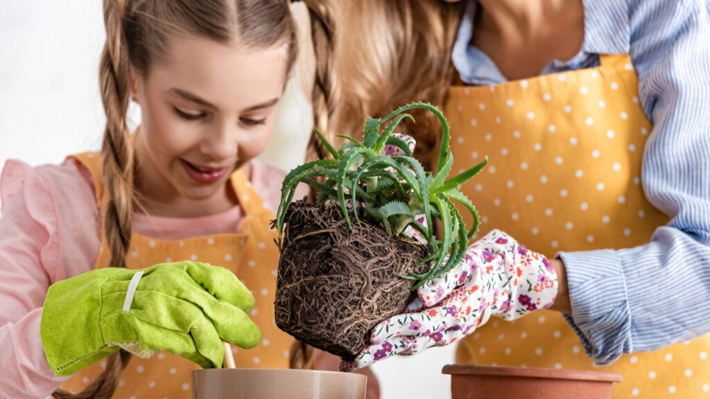Plantas que indicam umidade do solo e auxiliam na jardinagem
