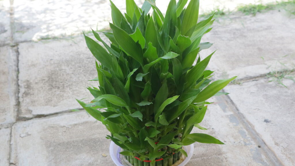 Essas plantas atraem precisão em planejamentos e metas alcançáveis