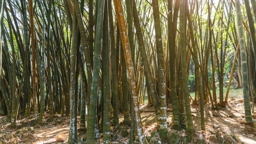 Plantas que adicionam movimento com folhas que se mexem ao vento