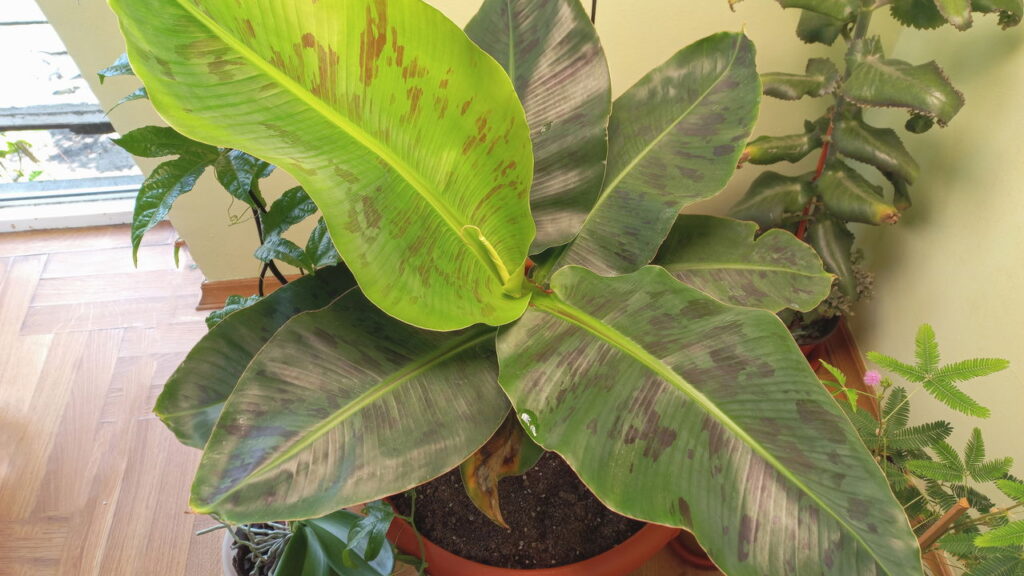 4 plantas exóticas que inspiram viagens imaginárias através da decoração