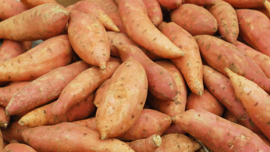 Dicas para cultivar batatas-doces no quintal de casa sem erro