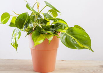 As plantas que estão em alta em 2025 e deixam qualquer casa mais charmosa