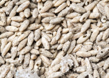 Evite prejuízo com pragas em farinhas e grãos com esses cuidados