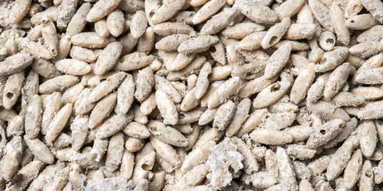 Evite prejuízo com pragas em farinhas e grãos com esses cuidados