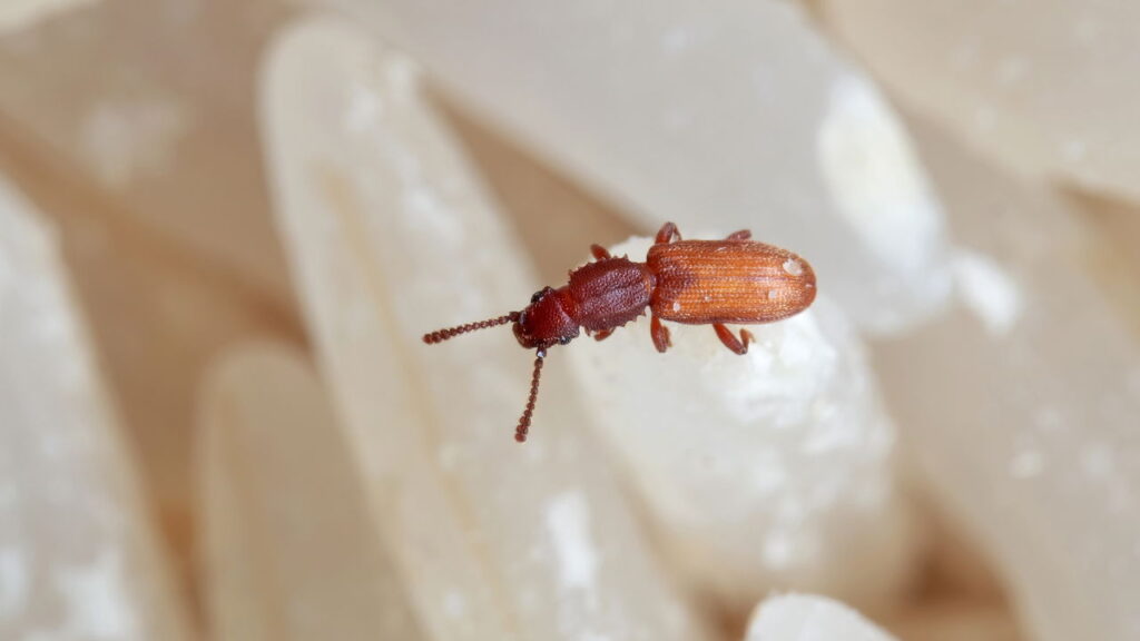 Evite prejuízo com pragas em farinhas e grãos com esses cuidados