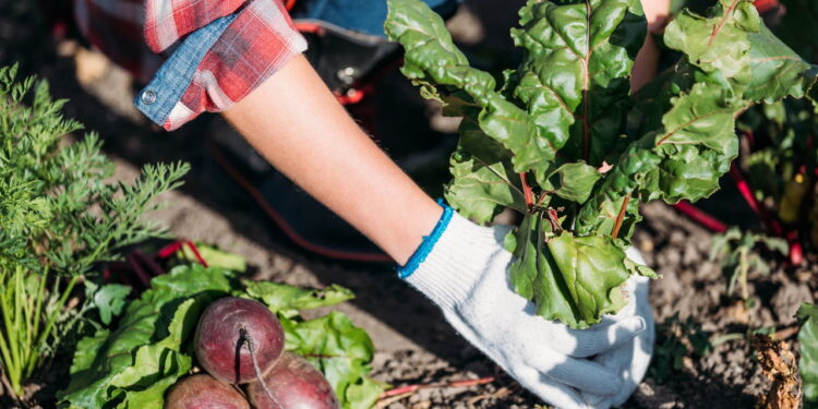 Cultive beterraba em casa e obtenha raízes saudáveis em poucas semanas
