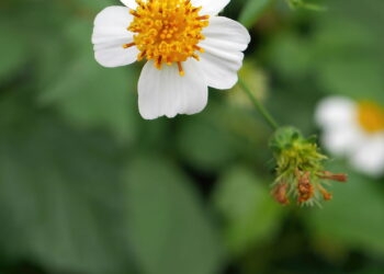 Plantas curativas pouco conhecidas e seus usos caseiros