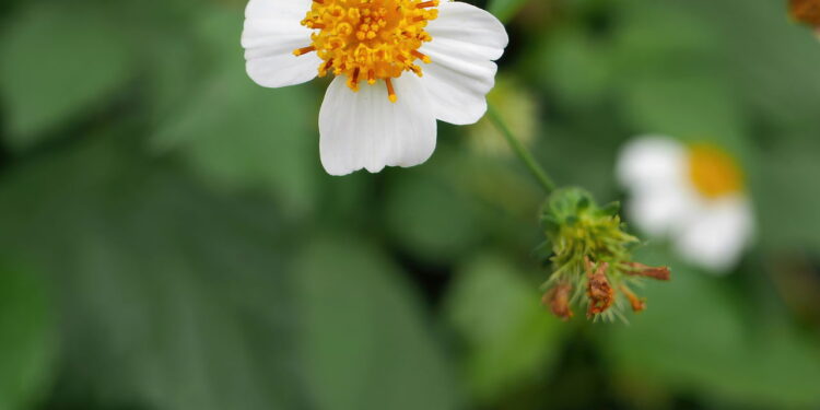 Plantas curativas pouco conhecidas e seus usos caseiros