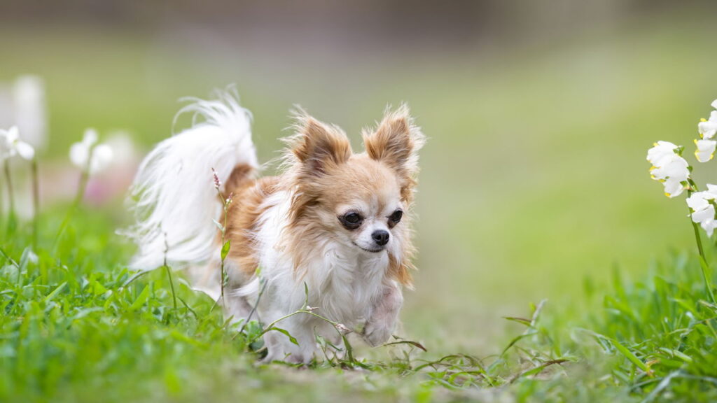 O que a raça do seu pet revela sobre sua personalidade, segundo a psicologia