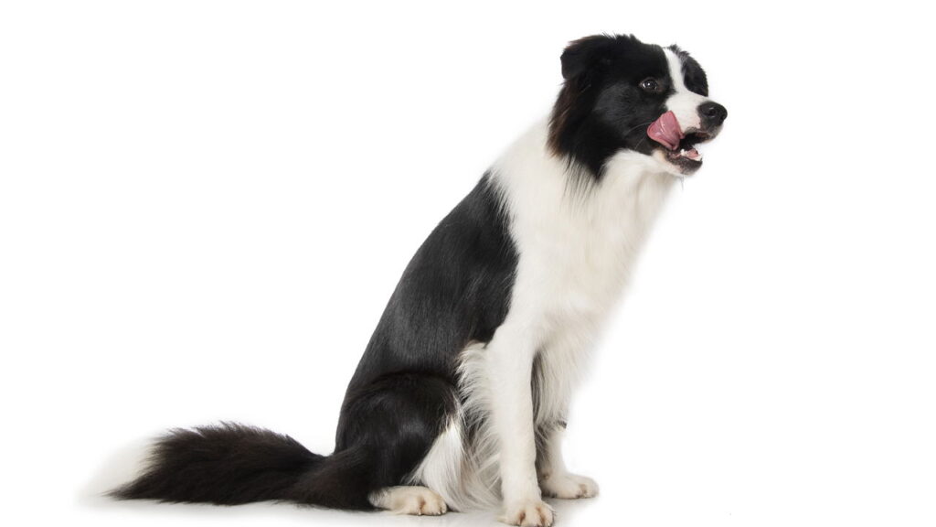 O que a raça do seu pet revela sobre sua personalidade, segundo a psicologia