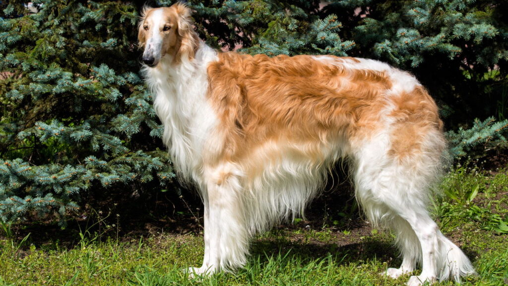 Por que essas raças estão conquistando quem busca cães leais e discretos