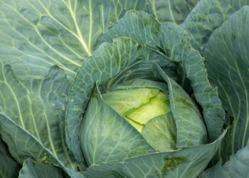 O jeito certo de conservar couve para saladas frescas a qualquer hora