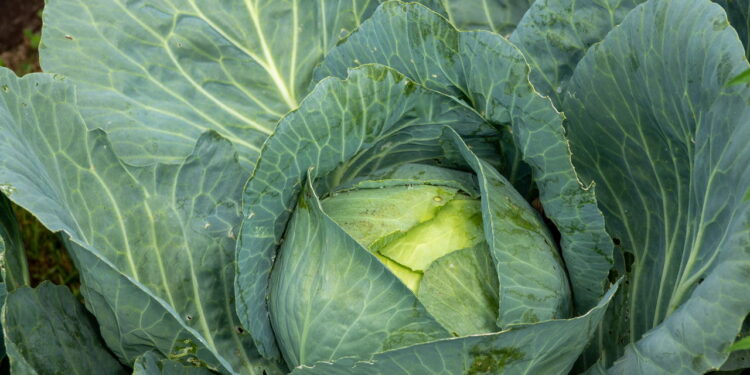 O jeito certo de conservar couve para saladas frescas a qualquer hora