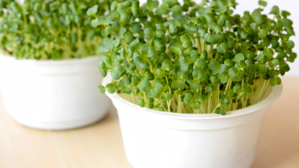 Receitas com brotos para suporte à saúde cognitiva