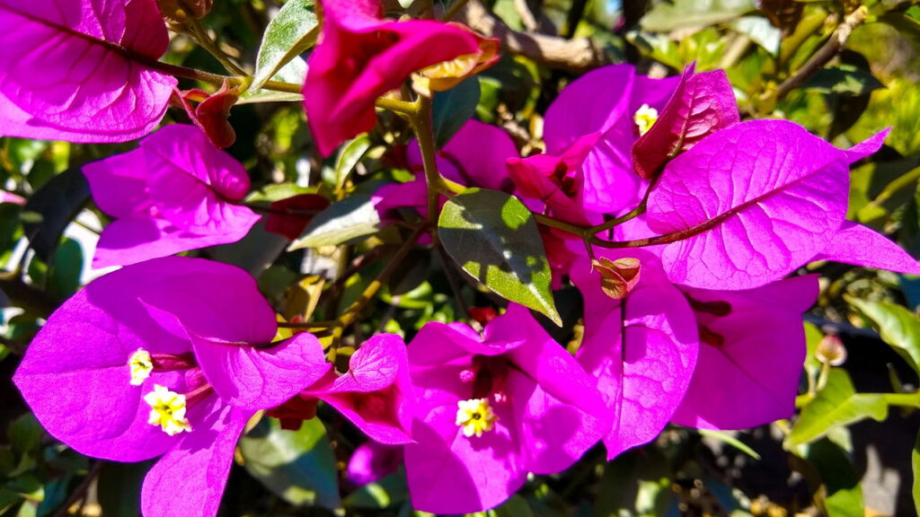 4 plantas trepadeiras que transformam paredes em obras de arte vivas