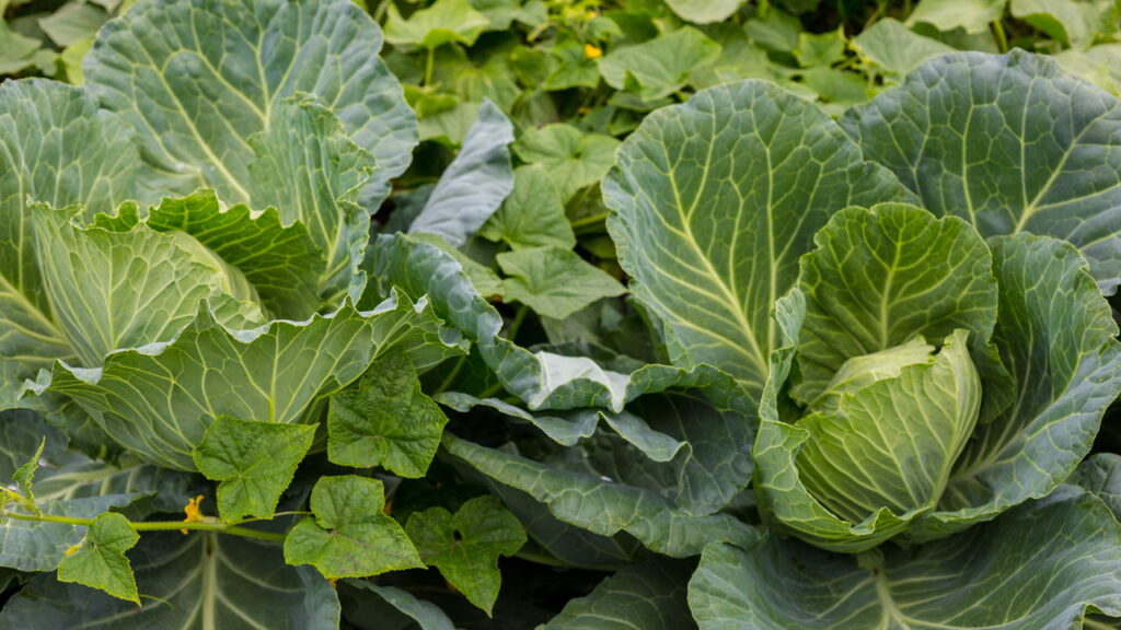 Consumo rápido das folhas jovens comprometendo o desenvolvimento da planta