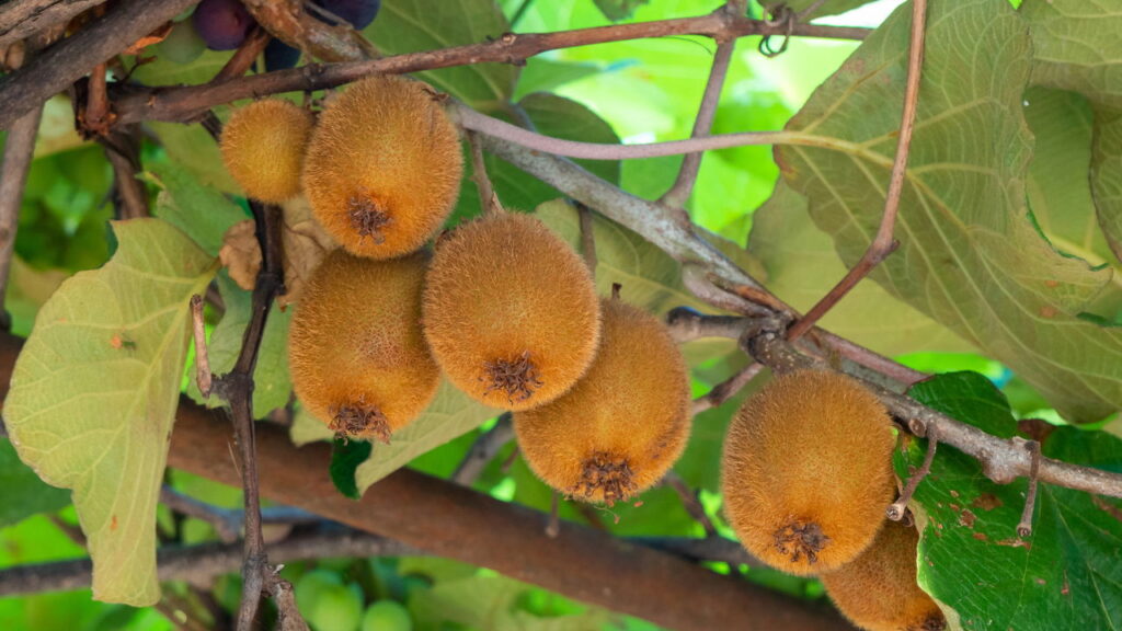4 frutas compactas que prosperam em varandas e colhem o ano Inteiro