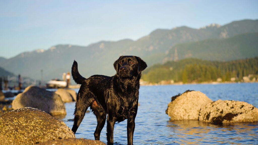 O que a raça do seu pet revela sobre sua personalidade, segundo a psicologia