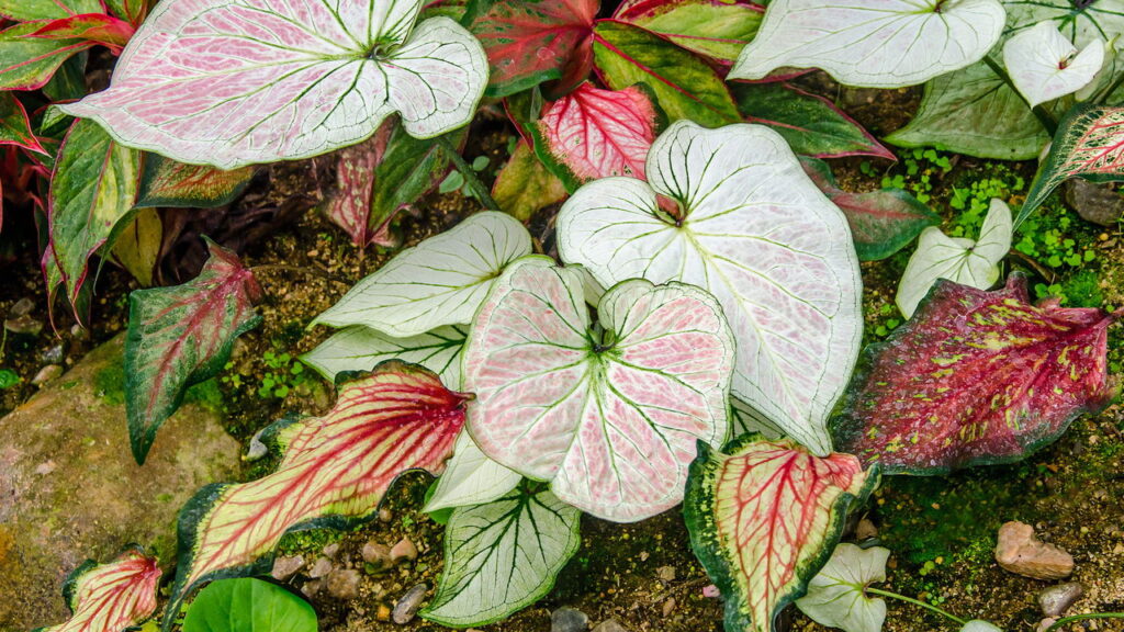 3 plantas com folhas coloridas que adicionam um toque de alegria e sofisticação