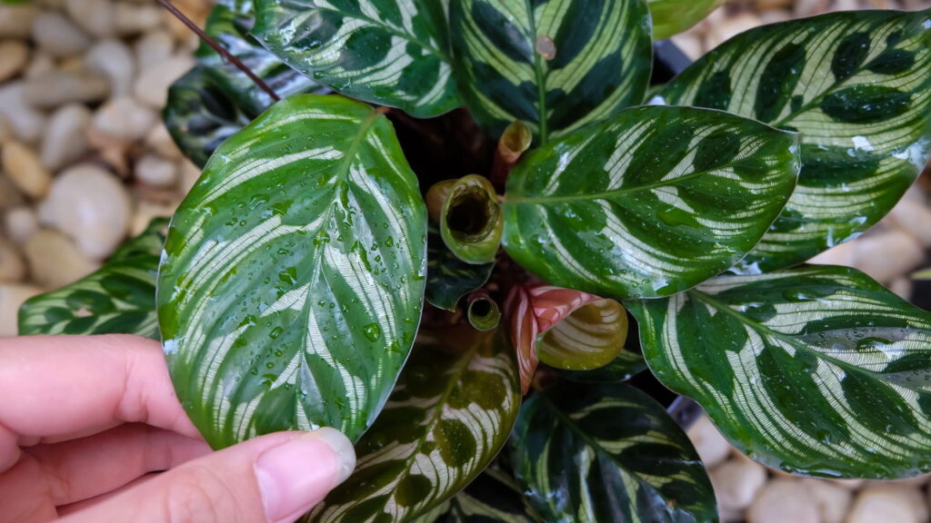 3 plantas com folhas lindas que adicionam contraste sutil aos cantos do lar