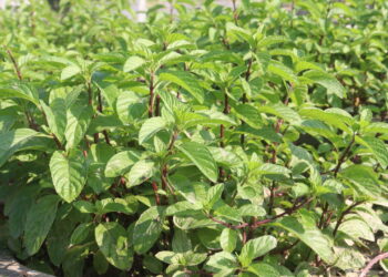 Essa planta atrai prosperidade e proteção segundo crenças populares