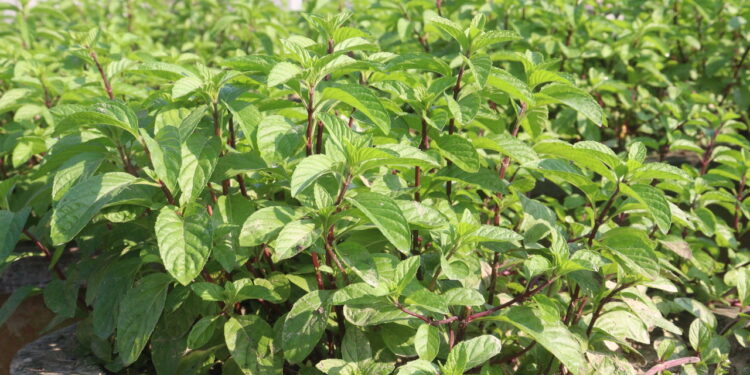 Essa planta atrai prosperidade e proteção segundo crenças populares