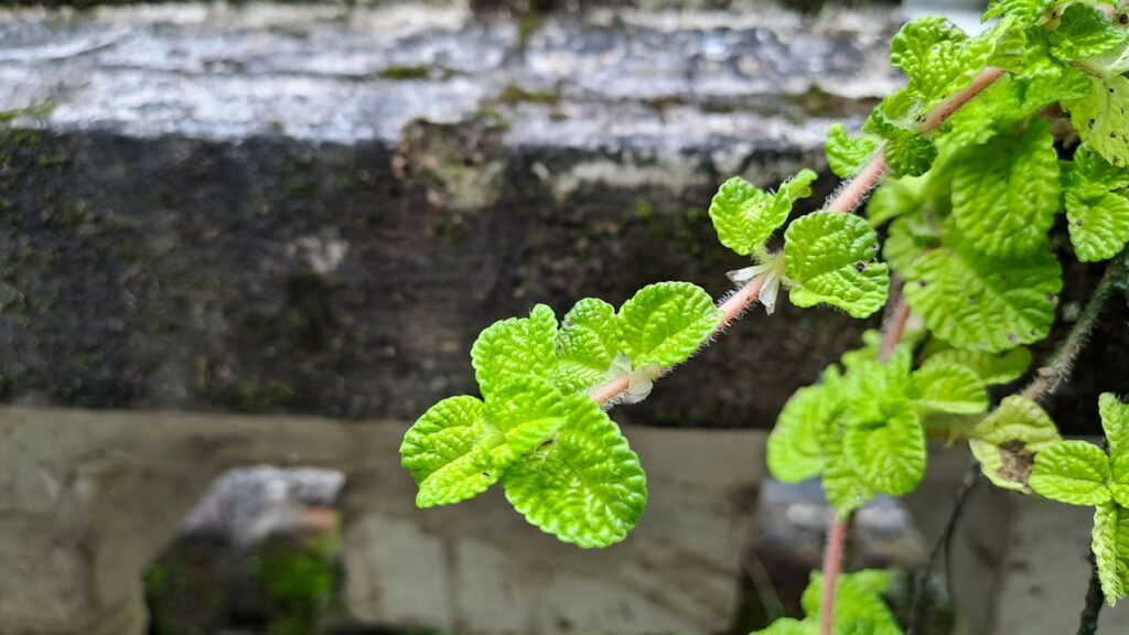 Essa planta atrai prosperidade e proteção segundo crenças populares
