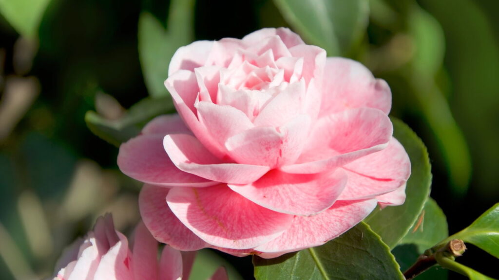 As 3 plantas que enfeitam seu jardim mesmo no inverno