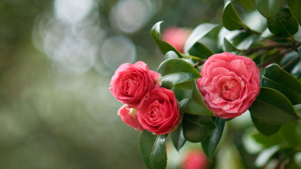 Plantas que florescem no inverno e iluminam dias cinzentos