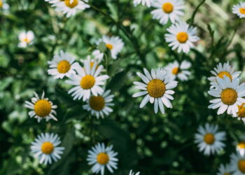 3 plantas aromáticas que melhoram seu bem-estar dentro de casa