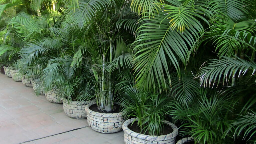 Como montar um jardim pet friendly com plantas que fazem bem