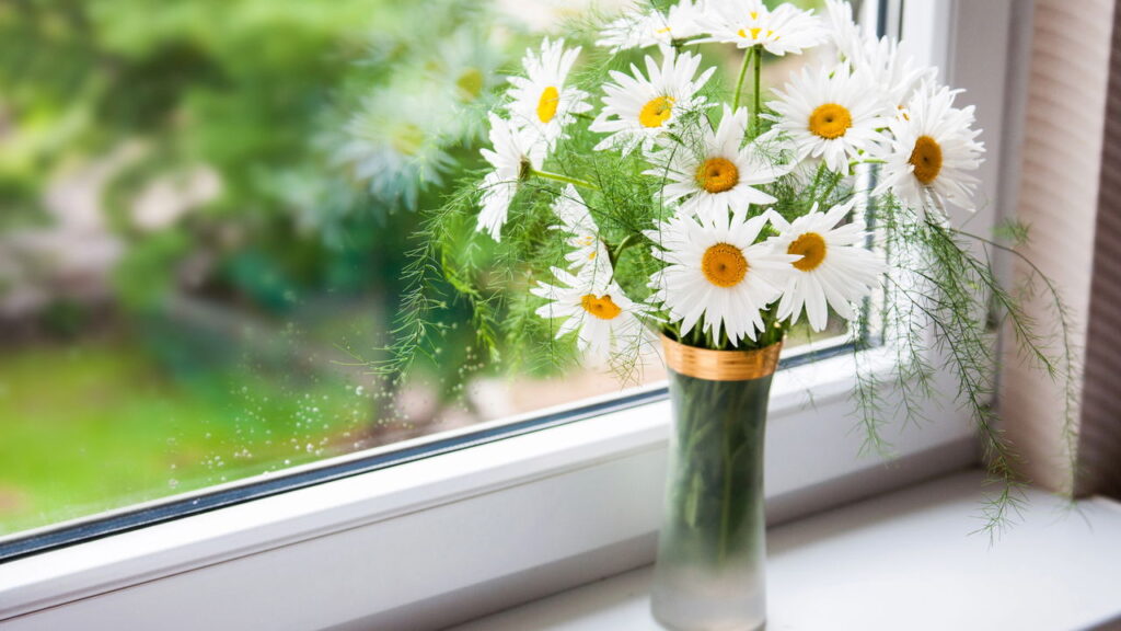 Plantas que fomentam a conexão consigo mesma e com a natureza