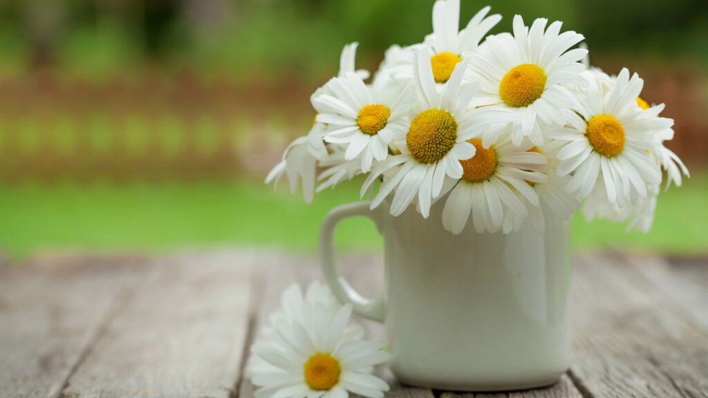 As 3 ervas que desintoxicam o corpo e podem ser usadas em infusões caseiras