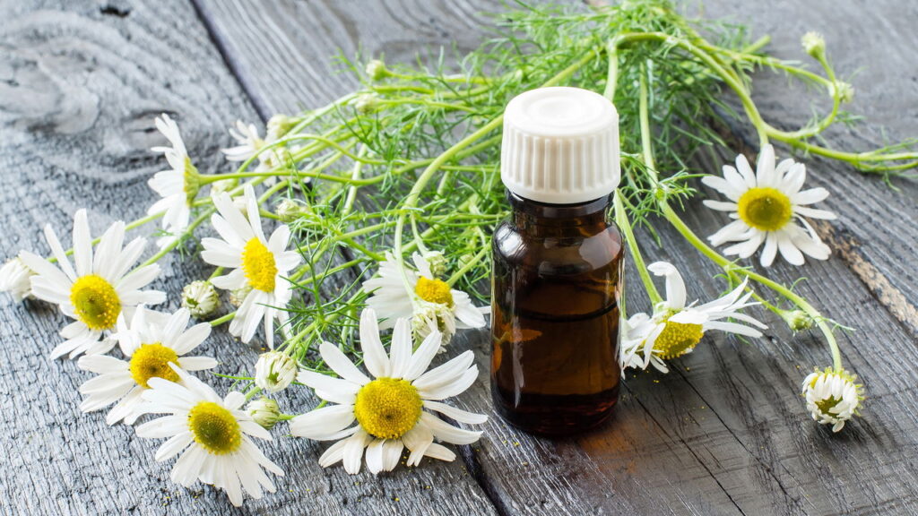 3 ervas que apoiam a saúde da pele e podem ser usadas em rotinas caseiras