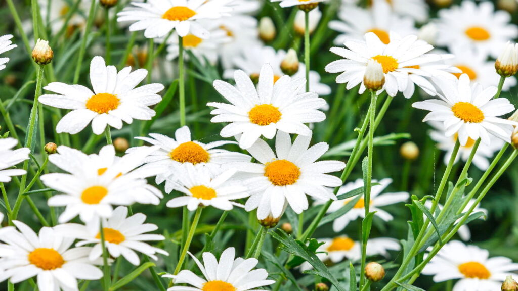 3 plantas que apoiando a saúde ocular e reduzem o cansaço visual