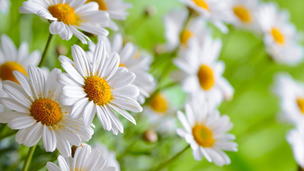 Receitas com flores para alívio de tensões cervicais